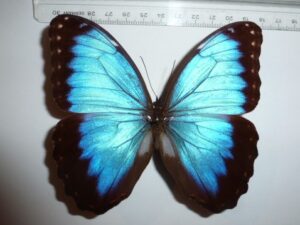 Morpho peleides zela