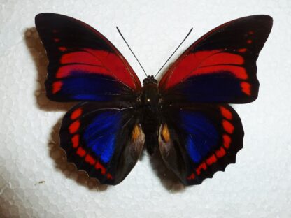 Prepona praeneste