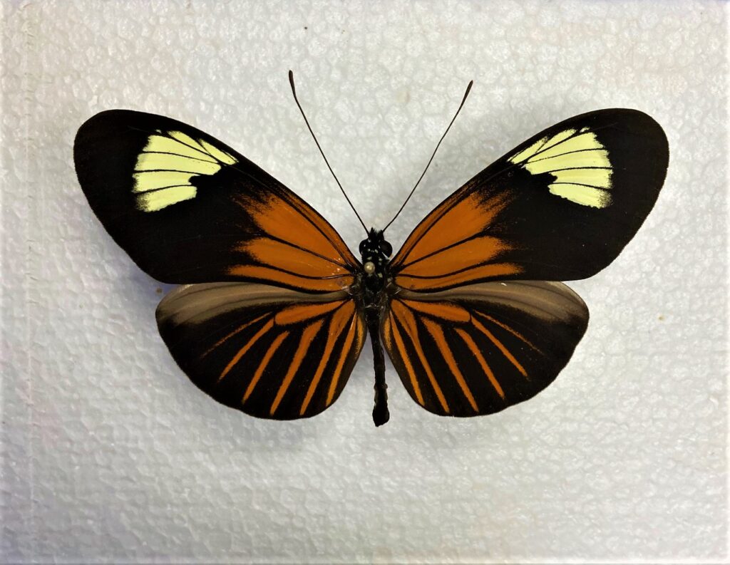 Heliconiidae