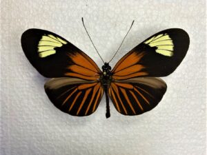 Heliconiidae
