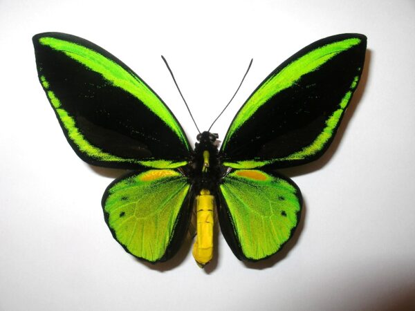 Ornithoptera priamus teucrus