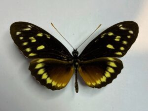 Heliconius hecalesia