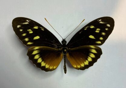 Heliconius hecalesia