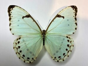 Morpho laertes