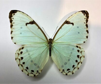 Morpho laertes