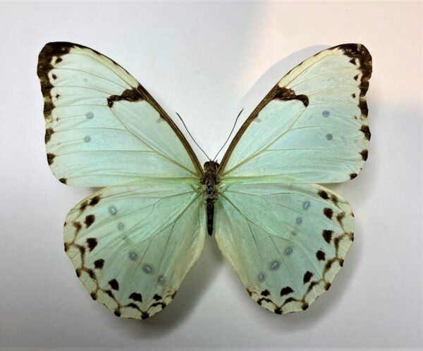 Morpho laertes