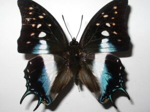 Polyura jupiter