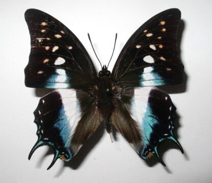 Polyura jupiter