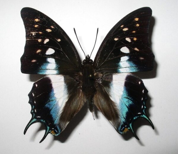Polyura jupiter