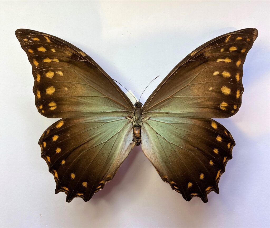 Morpho amphitryon Schmetterlingladen