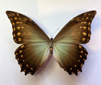 Morpho amphitryon