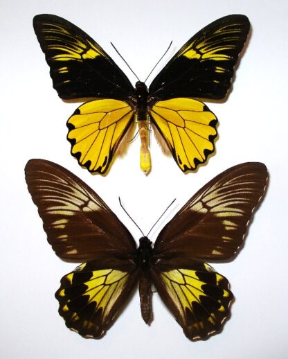 Troides amphrysus