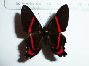 Ancyluris meliboeus