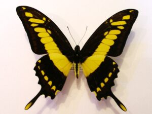 Papilio thoas