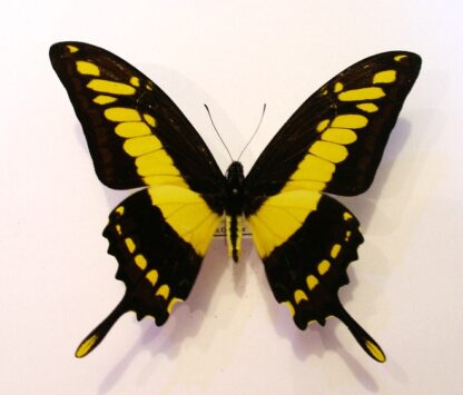 Papilio thoas
