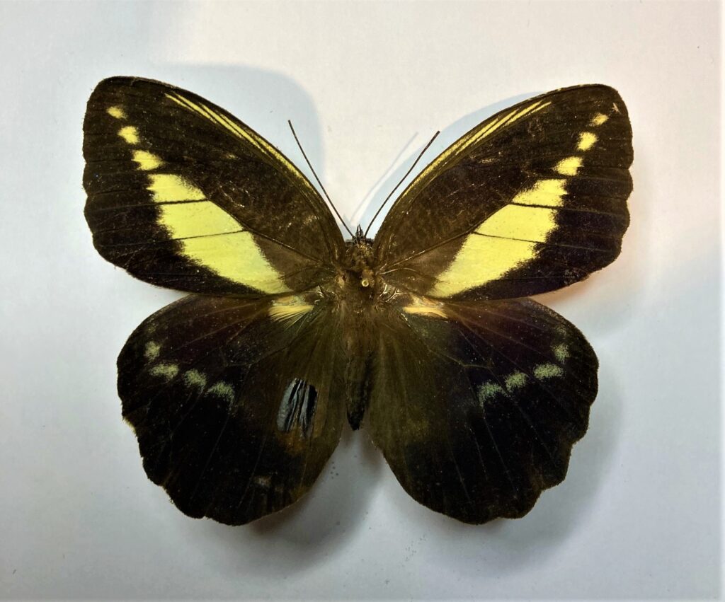 Dasyophthalma creusa