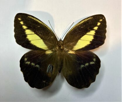 Dasyophthalma creusa