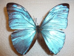 Morpho eugenia