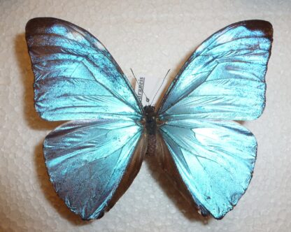 Morpho eugenia