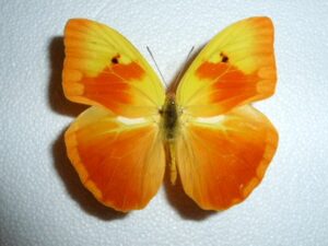 Catopsilla avellaneda