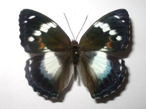 Apatura schrenkii