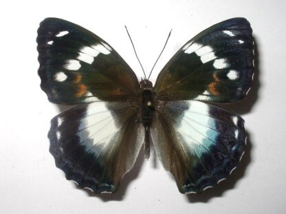 Apatura schrenkii