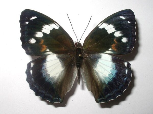 Apatura schrenkii