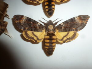 Acherontia atropos