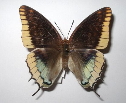 Charaxes jasius epijasius