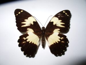 Papilio euchenor