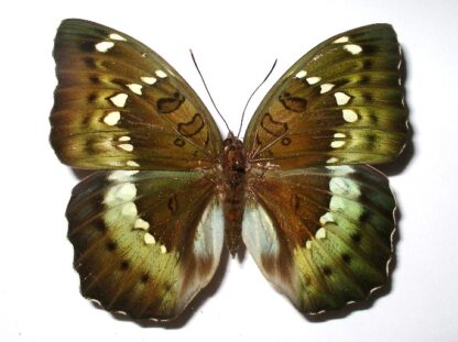 Euthalia kardama
