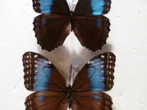 Morpho helenor marinita