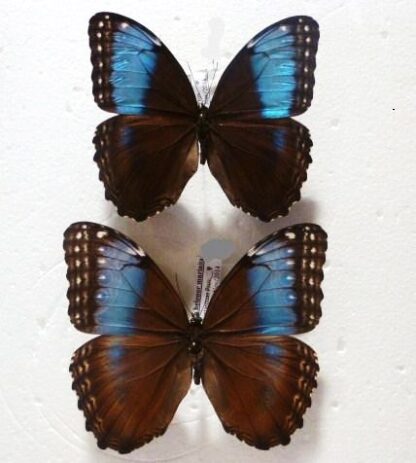 Morpho helenor marinita