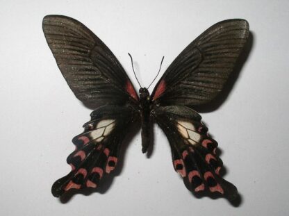 Papilio alcmenor