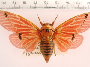 Psalochmarias rugipennis