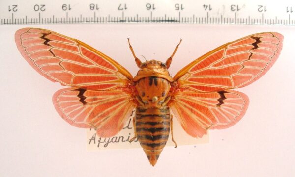 Psalochmarias rugipennis