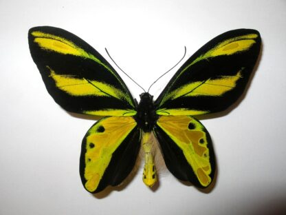 Ornithoptera tithonus misresiana