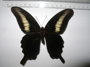 Papilio oenomaus
