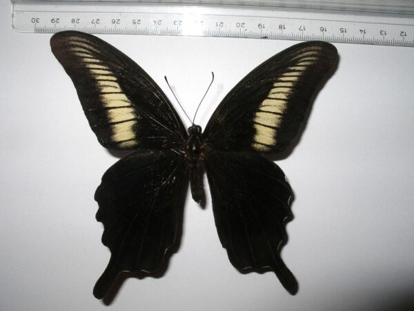 Papilio oenomaus