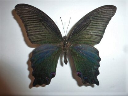 Achillides dialis