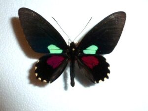 Parides aeneas
