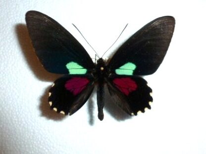 Parides aeneas