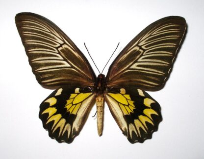 Troides magellanus