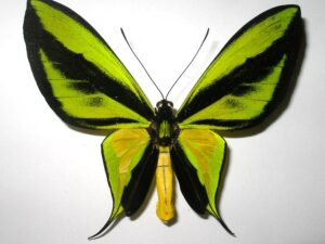 Ornithoptera paradisea detanii