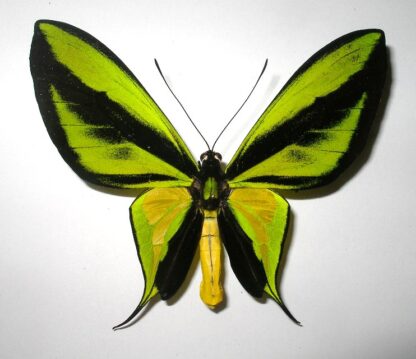 Ornithoptera paradisea detanii