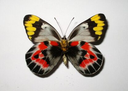 Delias harpalyce