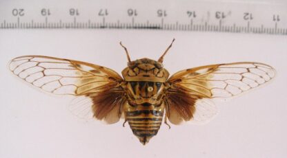 Zikade sp.8