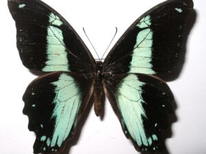 Papilio nireus