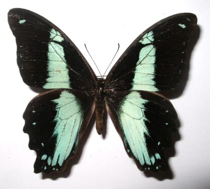 Papilio nireus