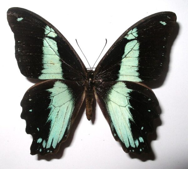 Papilio nireus